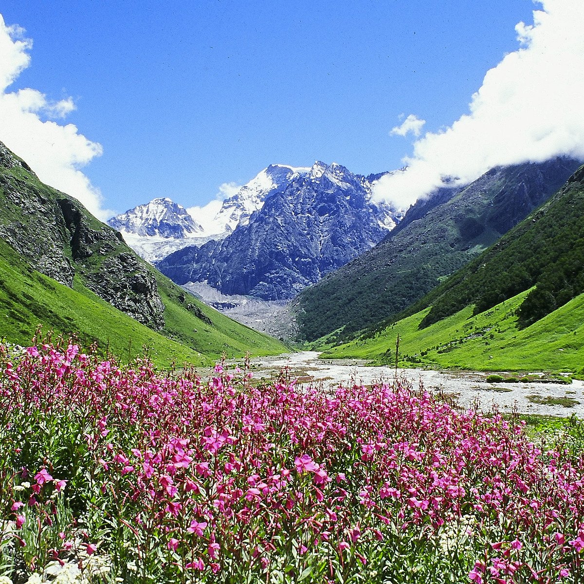 Valley Of Flowers